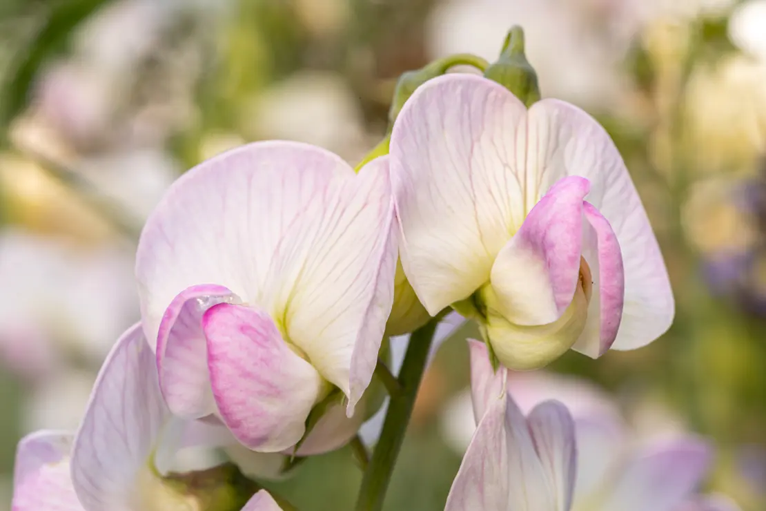 Knollige Platterbse (Lathyrus tuberosus) [1]